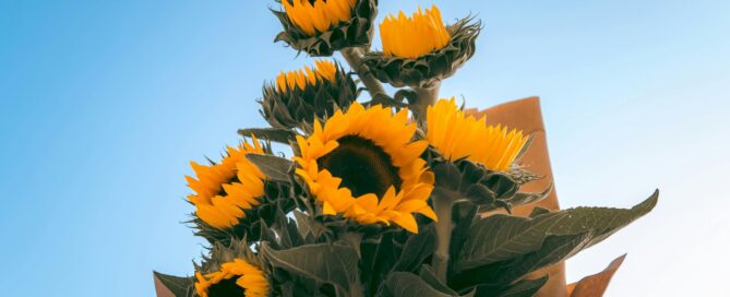 Floristería en Málaga con ramos personalizados